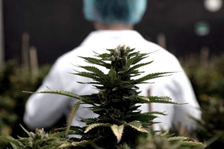 La Uader lanza un observatorio sobre cannabis medicinal y cáñamo industrial