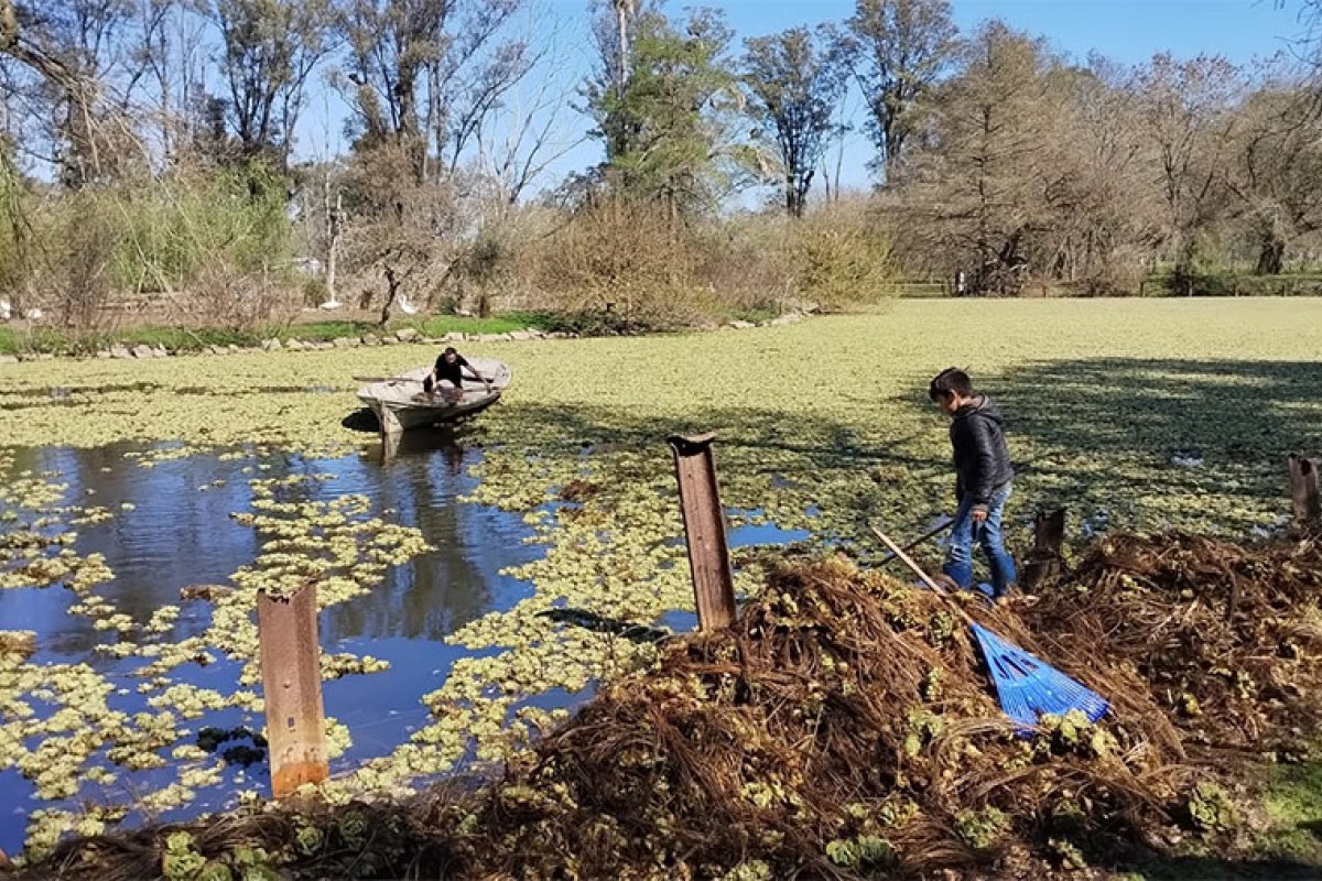 Los repollitos de agua extraídos son utilizados para hacer compost en el Vivero Municipal de Árboles Nativos. Los repollitos de agua extraídos son utilizados para hacer compost en el Vivero Municipal de Árboles Nativos.