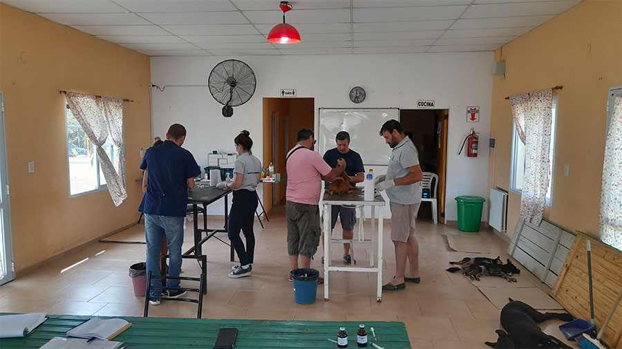 A pesar del servicio de castración gratuito y móvil, las personas siguen ejerciendo una actitud irresponsable frente a sus mascotas, que terminan abandonadas en la vía pública.