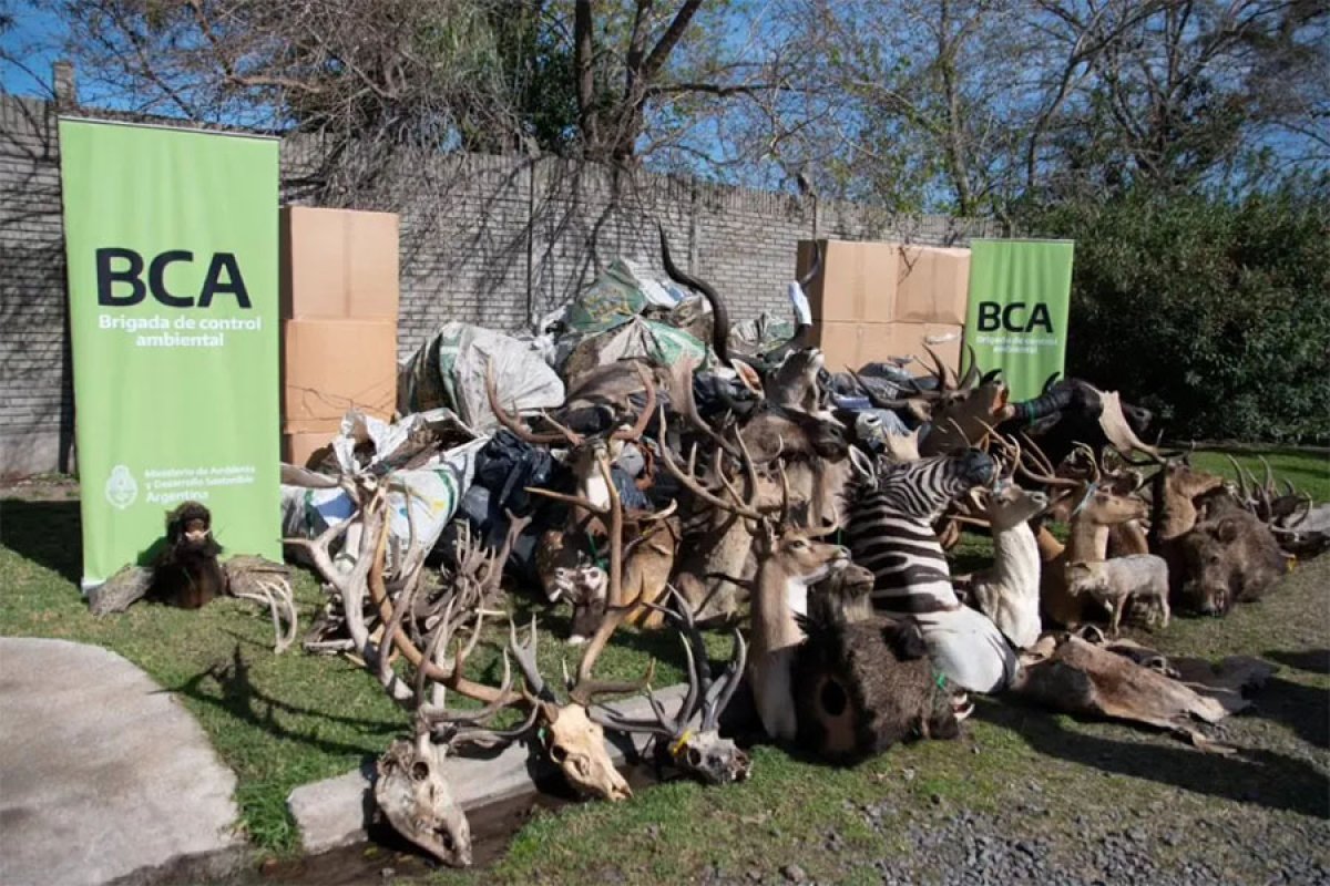 Miles de trofeos de caza provenientes del tr&aacute;fico de fauna silvestre fueron destruidos.