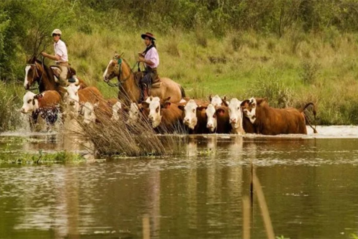 Sin más evacuados en Concordia, Colón, Concepción del Uruguay y Gualeguaychú, en la alta cuenca se gesta otra onda de crecida del río Uruguay. Sin más evacuados en Concordia, Colón, Concepción del Uruguay y Gualeguaychú, en la alta cuenca se gesta otra onda de crecida del río Uruguay.