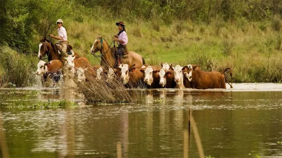 Sin más evacuados en Concordia, Colón, Concepción del Uruguay y Gualeguaychú, en la alta cuenca se gesta otra onda de crecida del río Uruguay.