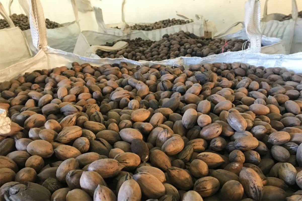 Entre Ríos es la principal productora de nuez pecán en la temporada 2023, cerrando este período con más de 2.500 toneladas producidas. Entre Ríos es la principal productora de nuez pecán en la temporada 2023, cerrando este período con más de 2.500 toneladas producidas.
