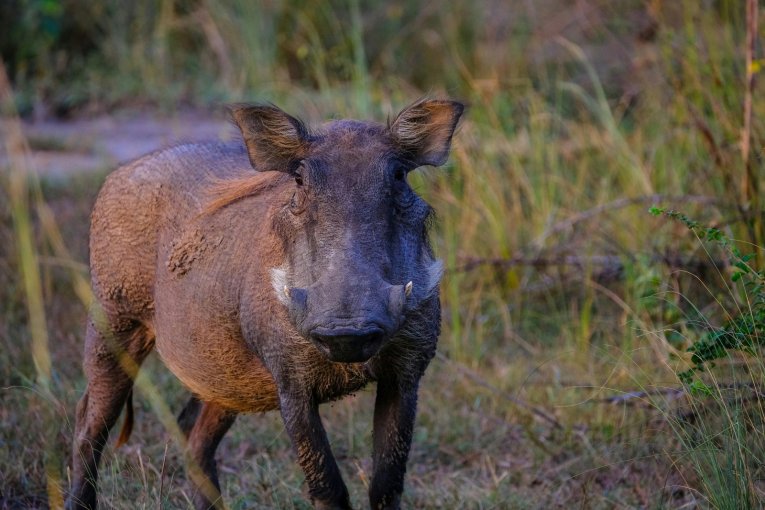 ¿Qué hay detrás de la declaración de nuevas “plagas”: el jabalí, chancho asilvestrado y el ciervo axis?