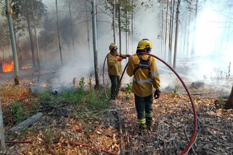 Incendios en el sur: “La mayoría de las veces son por negligencia humana”