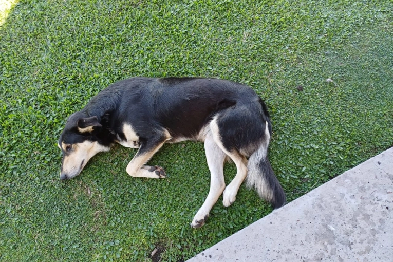 Concejal del PRO y su esposo denunciados penalmente por maltrato animal en Aldea San Antonio