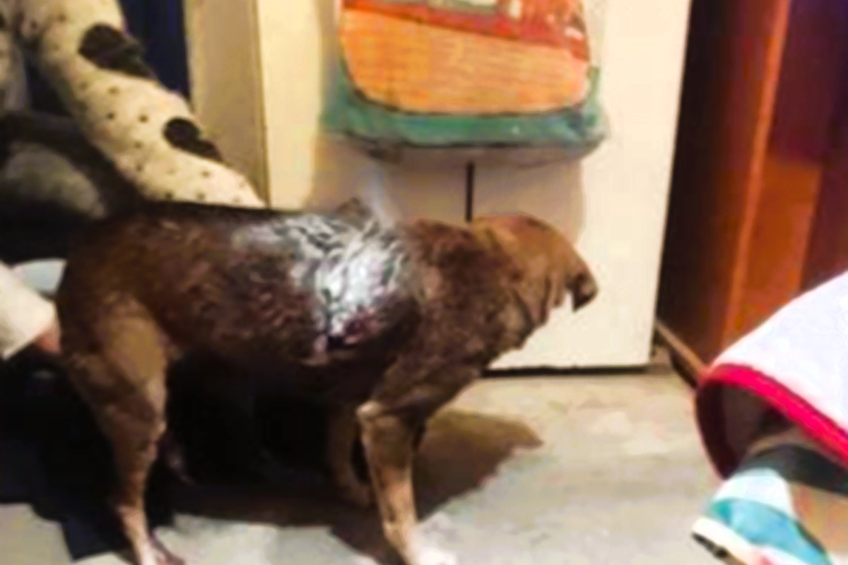 Dos casos de perros mutilados en Gualeguaychú