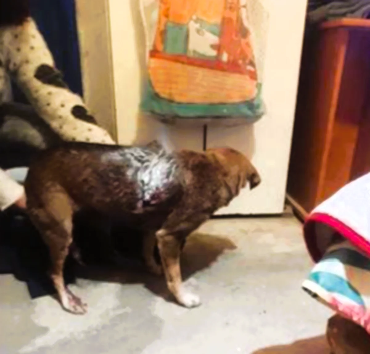 Dos casos de perros mutilados en Gualeguaychú