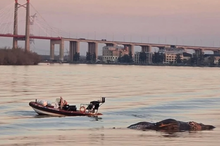 Encontraron una ballena muerta debajo del puente de Z&aacute;rate &ndash; Brazo Largo