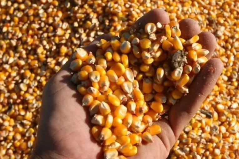 Cay&oacute; un 83% la superficie cultivada con ma&iacute;z tard&iacute;o y de segunda en Entre R&iacute;os