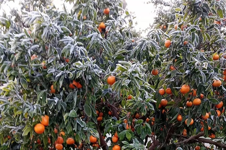 El frío extremo golpeó la citricultura del norte entrerriano