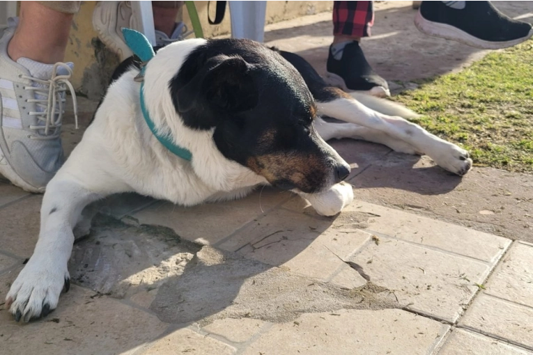 Castraciones municipales gratuitas para perros y gatos del 4 al 8 de agosto