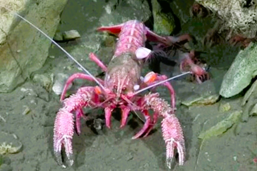 La langosta que defendi&oacute; a sus cr&iacute;as
