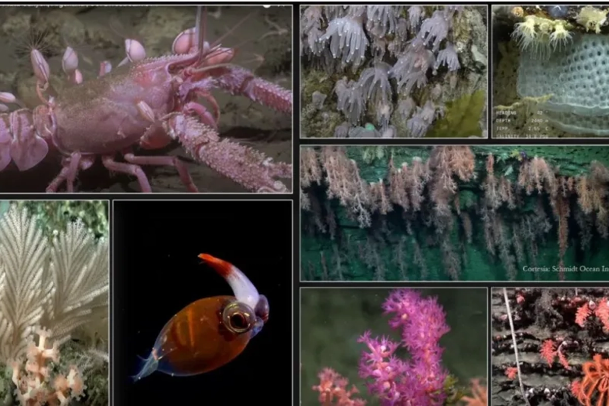 Secretos del Cañón Submarino Mar del Plata