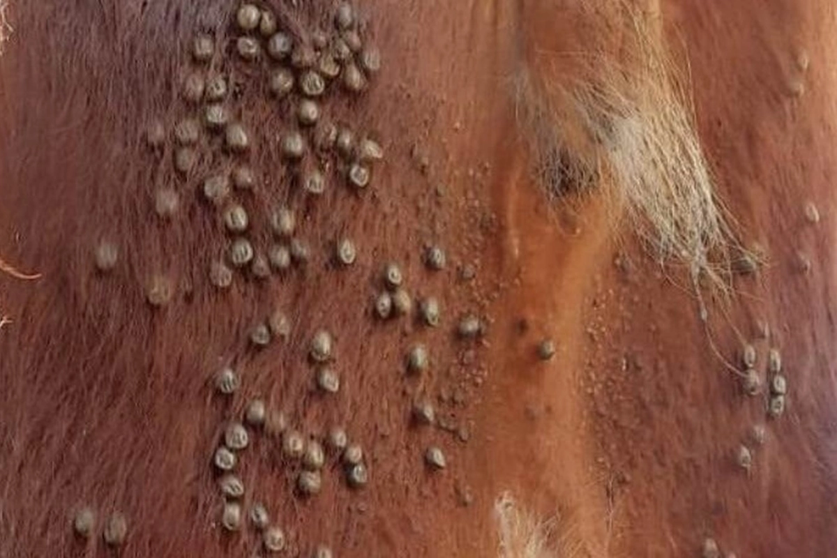 En Uruguay los feedloteros plantean al gobierno preocupación por la espera en garrapaticidas En Uruguay los feedloteros plantean al gobierno preocupación por la espera en garrapaticidas