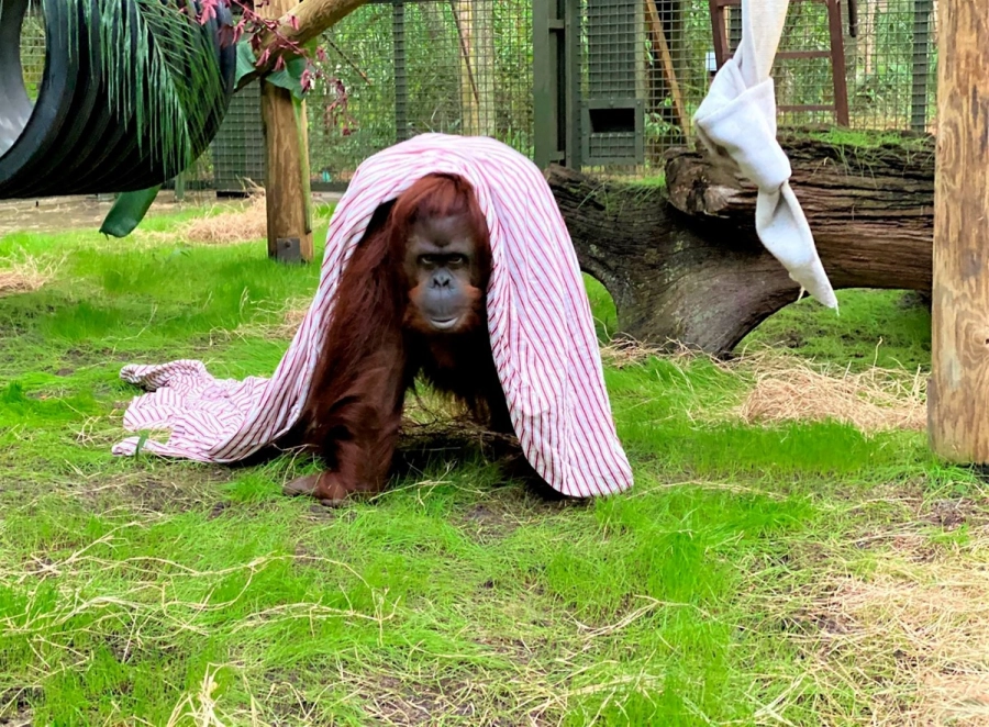 Sandra, la orangutana liberada de un zool&oacute;gico tras ser declarada 'persona no humana' en Argentina
