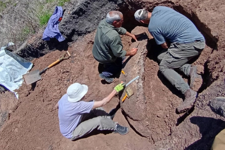 Restos fósiles de gliptodonte: “Cada hallazgo nos permite reconstruir la historia de Entre Ríos”