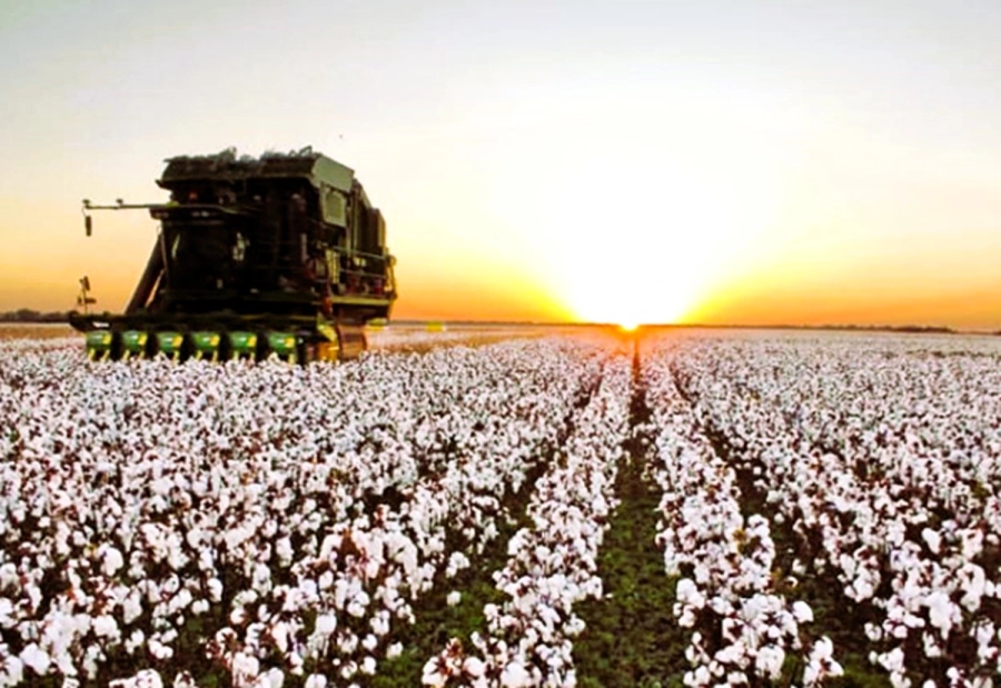 El algod&oacute;n pas&oacute; de amarillo a rojo