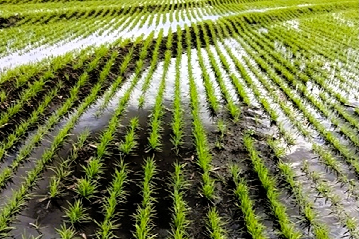 Arroz . Dpto. Federal. Ing. Agr. Carlos Kraf