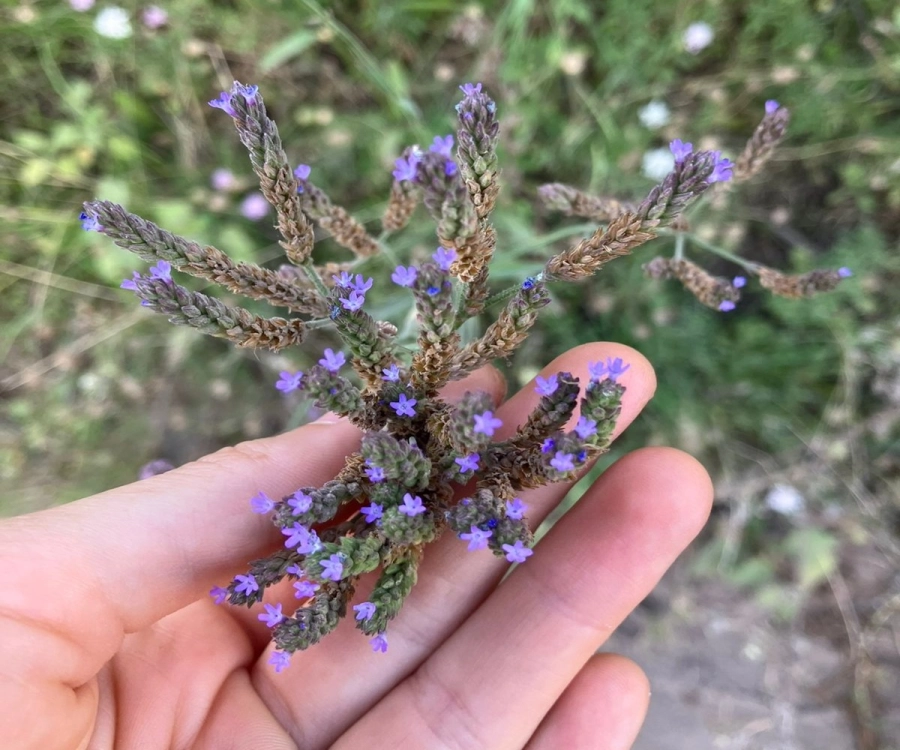 Combinando adapt&oacute;genos (ra&iacute;ces, hierbas y hongos)