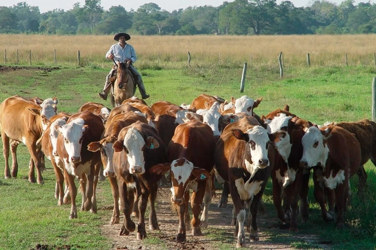 Impuesto a los gases de las vacas: Un ganadero entrerriano dijo que es una iniciativa &ldquo;disparatada&rdquo;