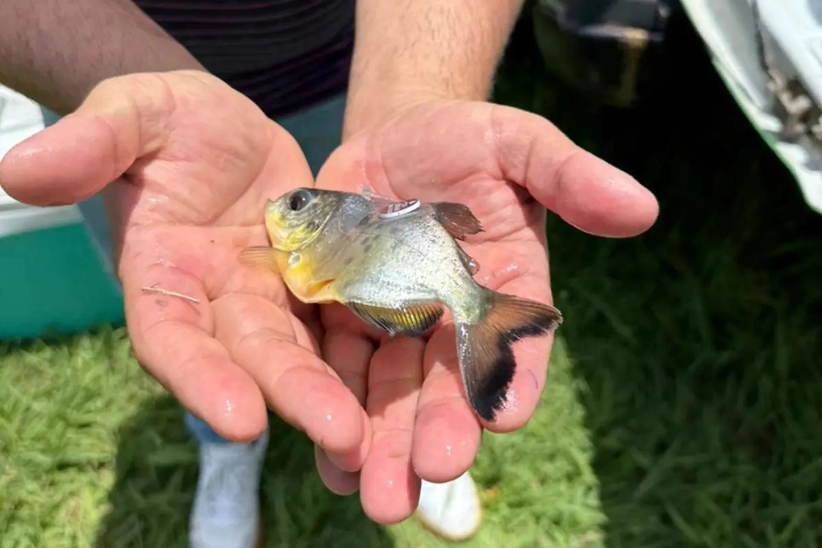 Ejemplares juveniles de pacú