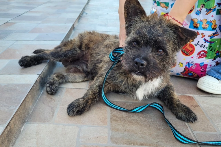 Proteccionistas cuestionaron los números de castraciones del Municipio: “no representan ningún avance”