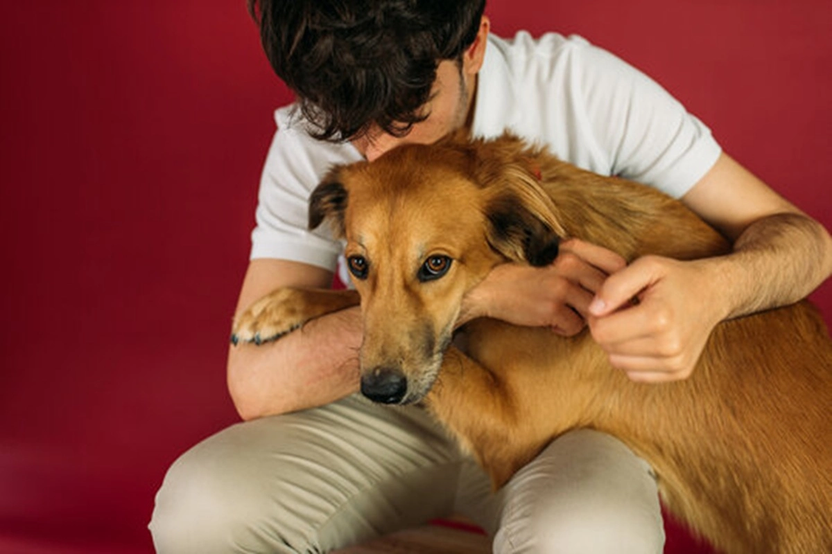 Los animales sufren por el uso de pirotecnia