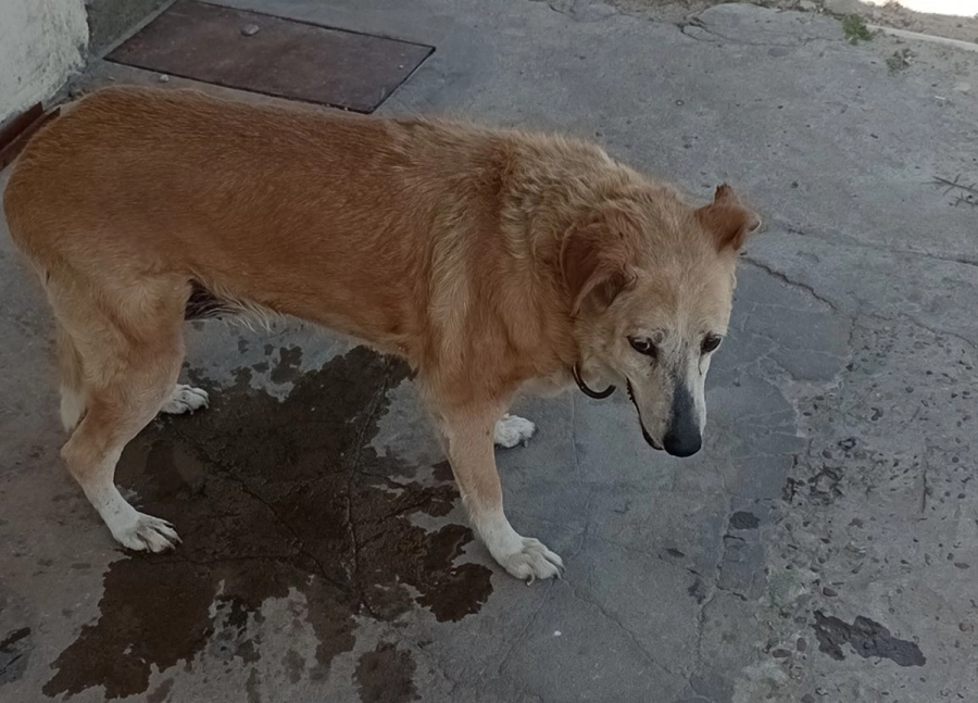 &ldquo;Perra hembra anciana, perdida y desorientada. Le cuesta mantener el equilibrio. Est&aacute; muy asustada y cansada de caminar"
