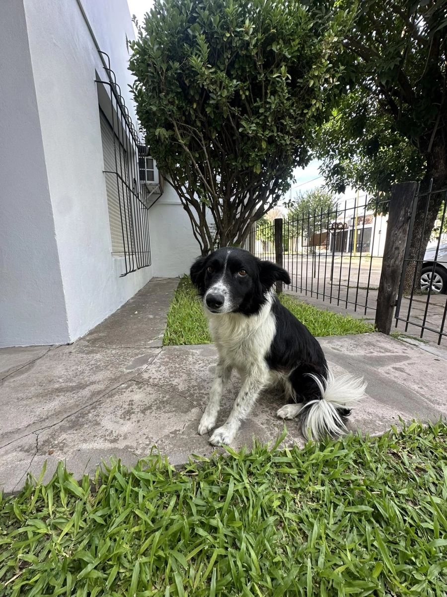Otra mascota que est&aacute; esperando a su familia