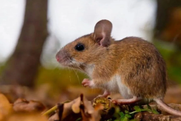 Hantavirus: Entre R&iacute;os registra la mayor incidencia del pa&iacute;s y la letalidad alcanz&oacute; el 50%