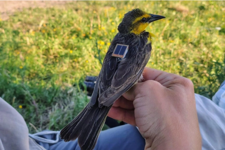 Gualeguaych&uacute; pionera en la aplicaci&oacute;n de transmisores para conservar el tordo amarillo