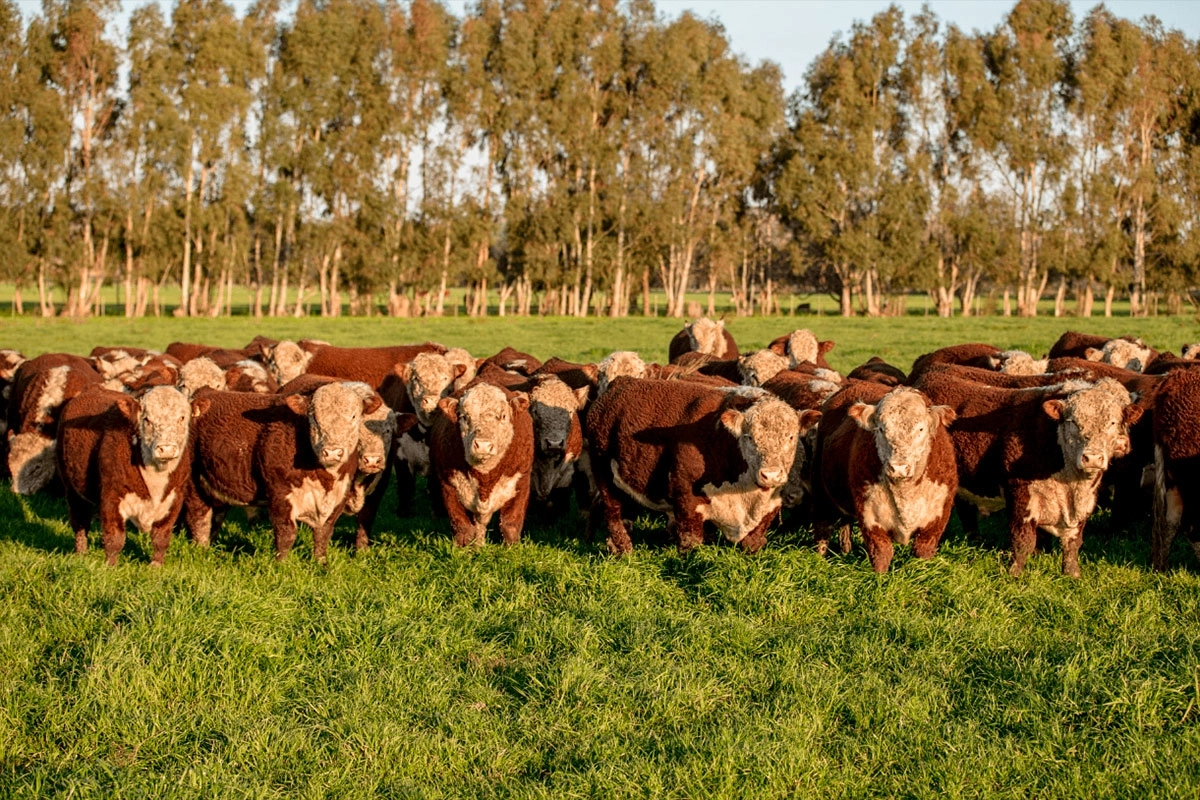 Estafa millonaria en el comercio de ganado