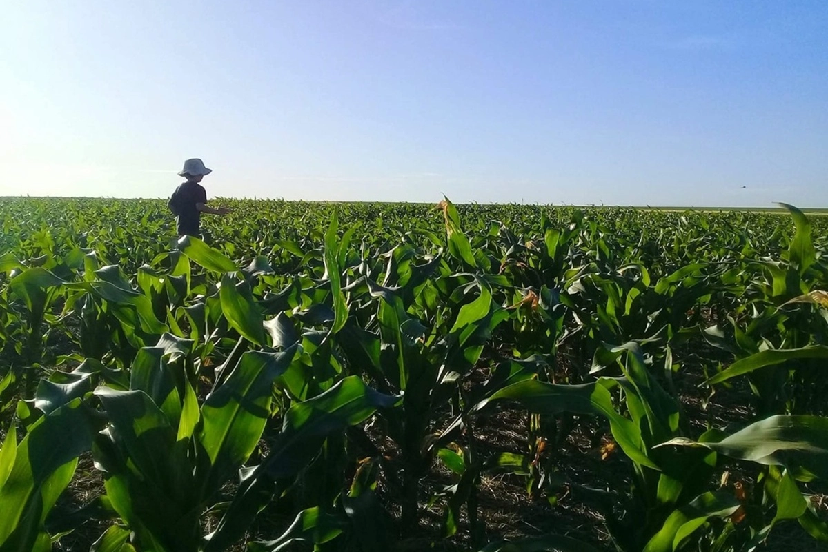 Lotes de ma&iacute;z de segunda en campos del norte E.R.