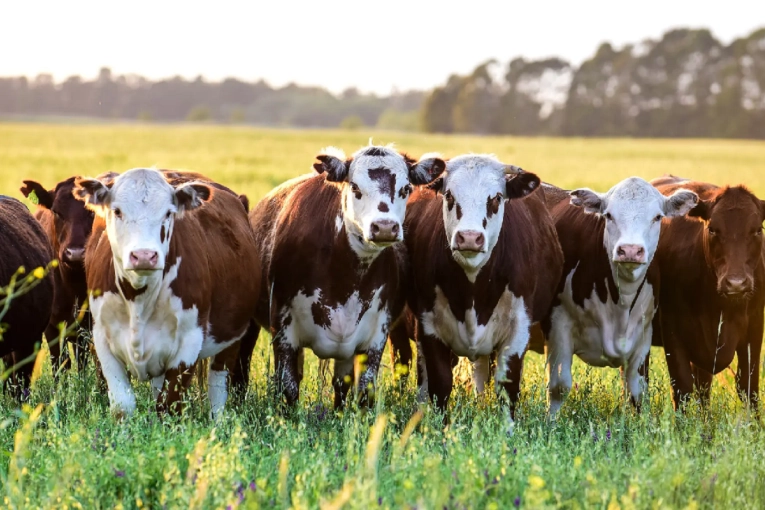 Acuerdo Estados Unidos y Argentina: oportunidades y riesgos para la agro industria