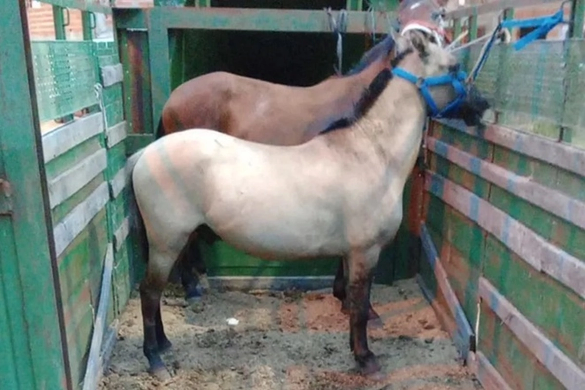 Secuestraron caballos de una carrera clandestina