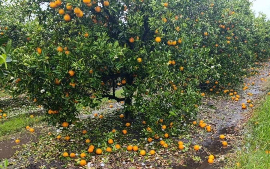 <i>La simplificaci&oacute;n debe acompa&ntilde;arse de mecanismos de seguimiento</i>