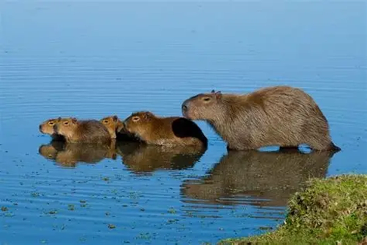 Cada ecosistema degradado implica la desaparici&oacute;n