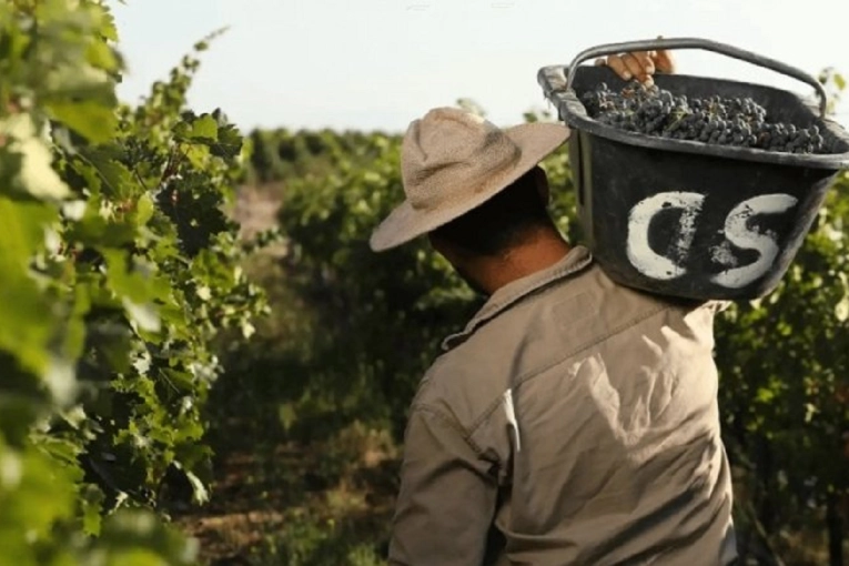 En medio de la Fiesta de la Vendimia convocaron a un paro nacional vitivin&iacute;cola