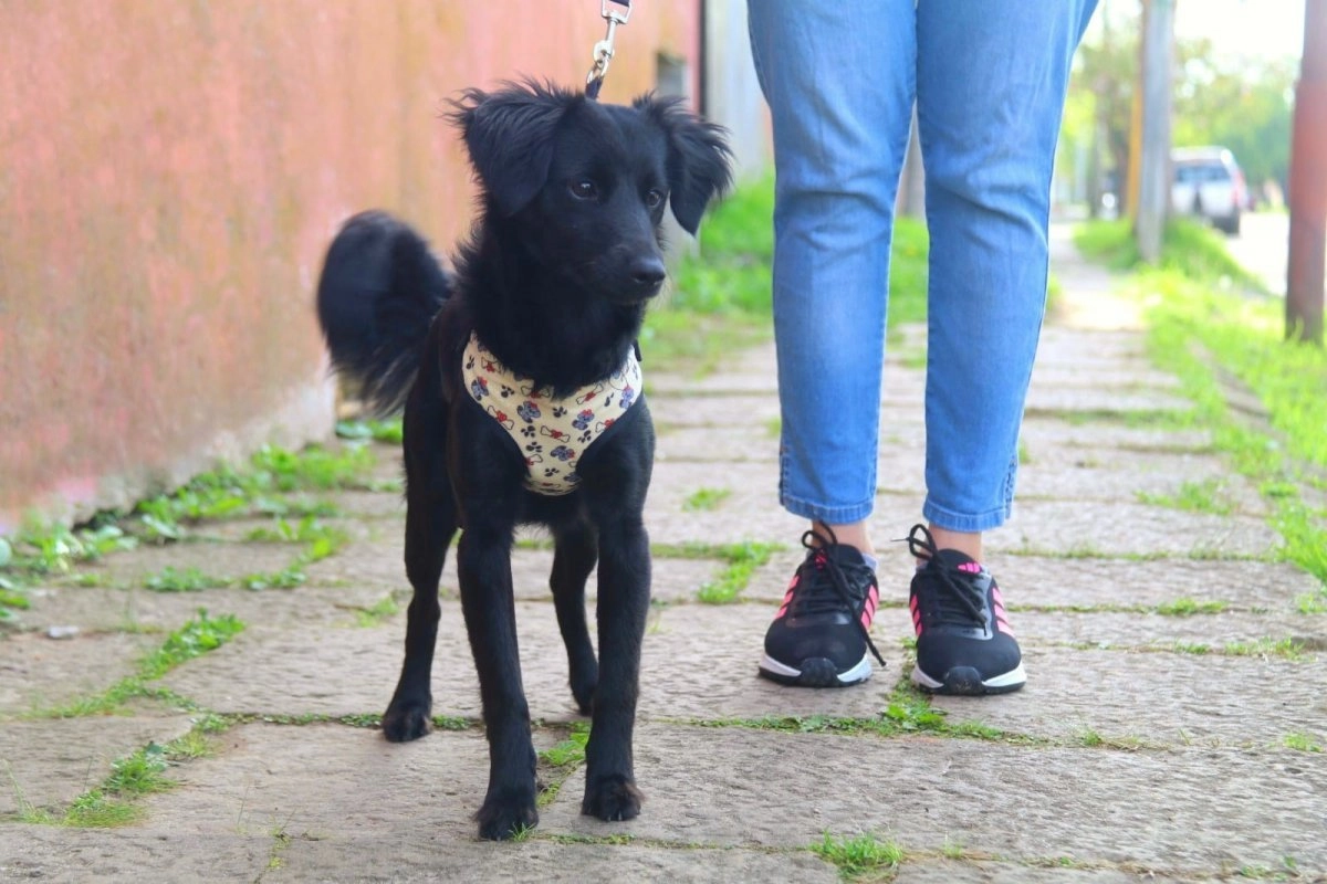 Los turnos se solicitan al 3446-543429