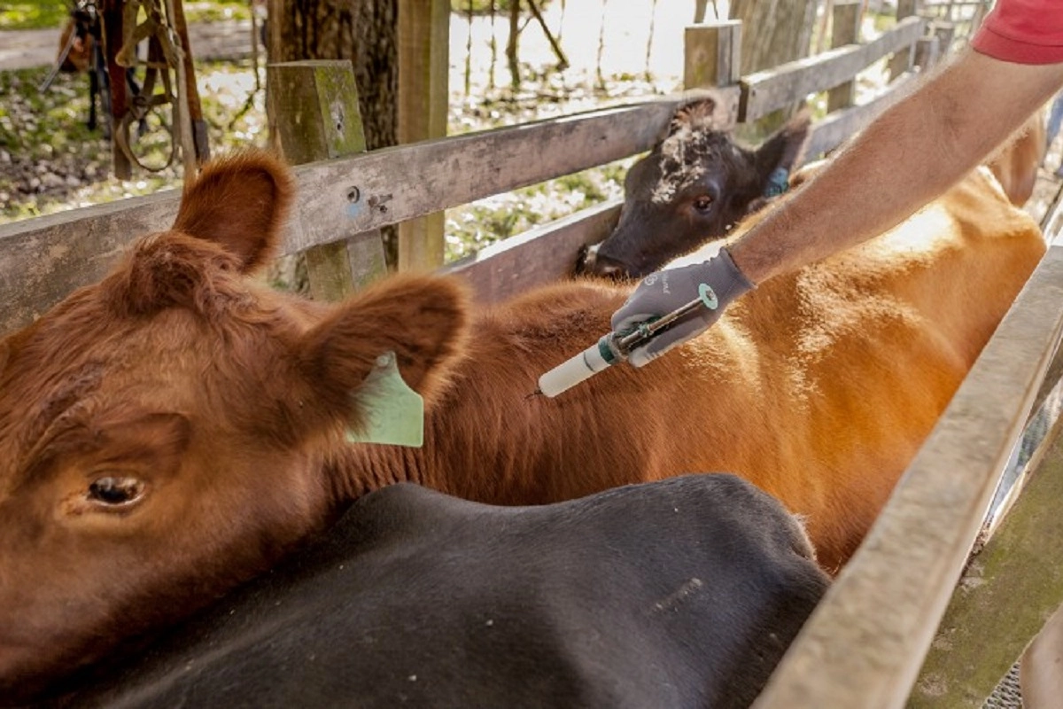 411.000 cabezas de ganado ser&aacute; vacunados