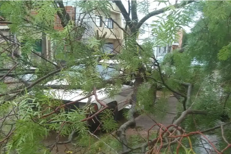 Fuerte tormenta provoc&oacute; ca&iacute;da de &aacute;rboles y postes en distintos sectores de Gualeguaych&uacute;