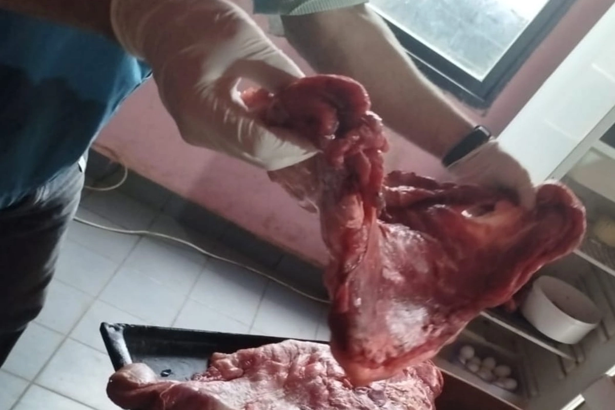 35 kilogramos de carne de carpincho despostada