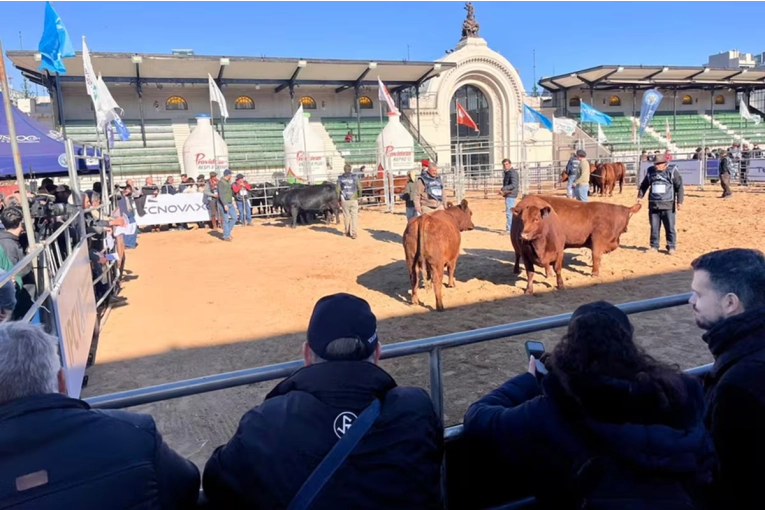 Proyectan un salto de hasta el 50% en las exportaciones de carne Angus certificada