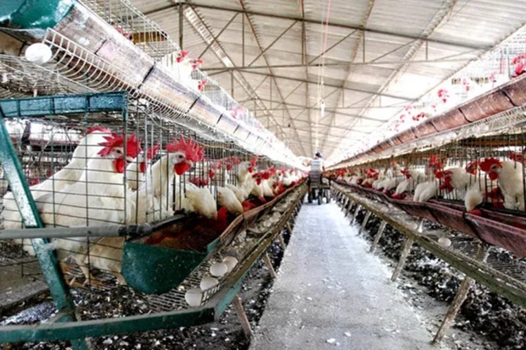 La cadena av&iacute;cola provincial debut&oacute; con &eacute;xito en el mercado europeo sin aranceles