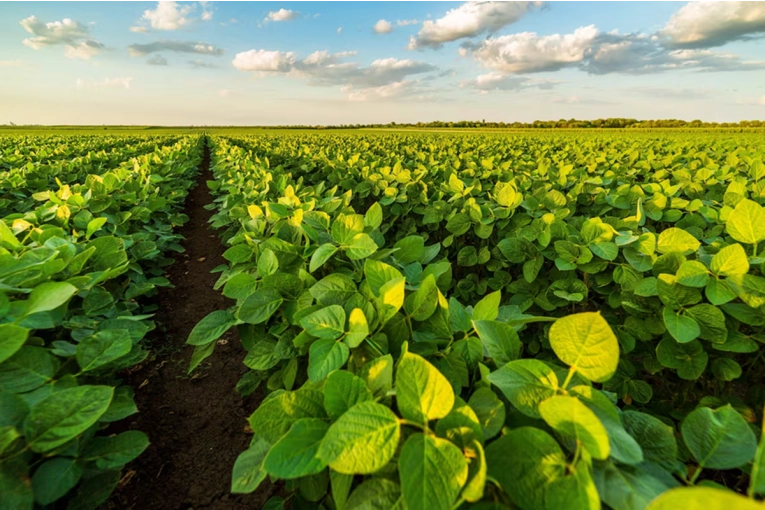 El Gobierno formaliz&oacute; la reducci&oacute;n de retenciones al agro y fij&oacute; un cronograma de bajas hasta 2028