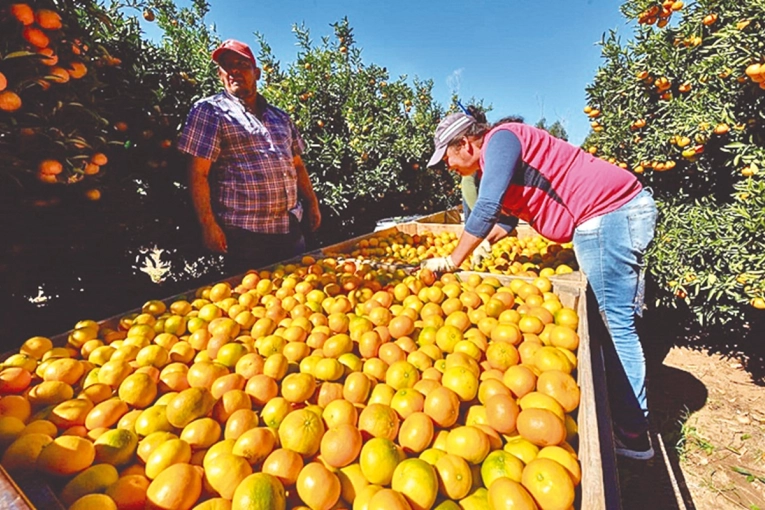Sin jugo y sin margen: la crisis golpea al citrus entrerriano