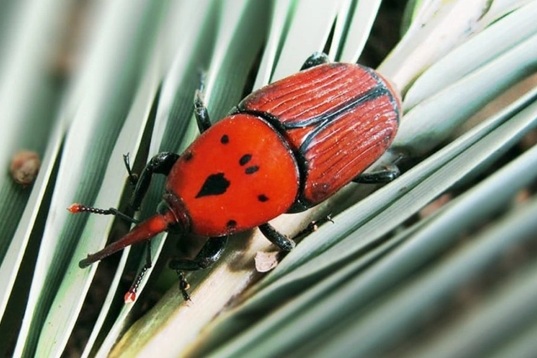 El Senasa endureci&oacute; los protocolos contra el picudo rojo para evitar que la plaga se disperse