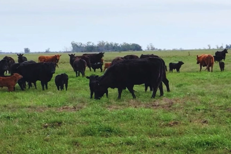 Optimismo ganadero: sigue cayendo la faena de hembras y crecen las se&ntilde;ales de retenci&oacute;n en los campos