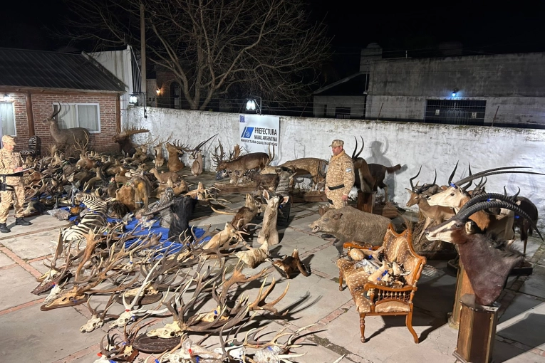 Prefectura secuestr&oacute; armas, municiones y numerosos trofeos de fauna silvestre en un allanamiento
